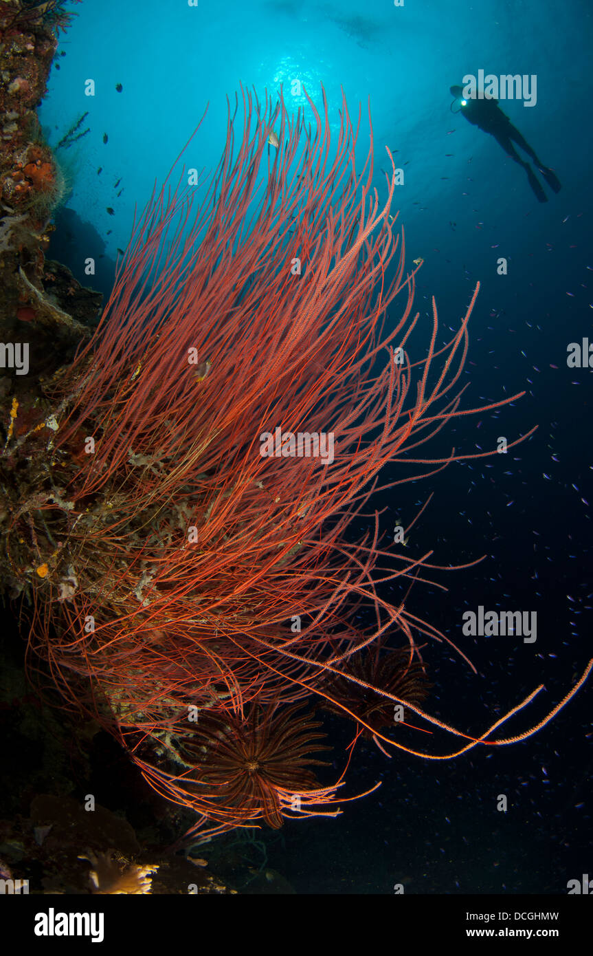 Großen Meer Peitsche (Ellisella Grandis), mit Taucher im Hintergrund, Gorontalo, Indonesien. Stockfoto