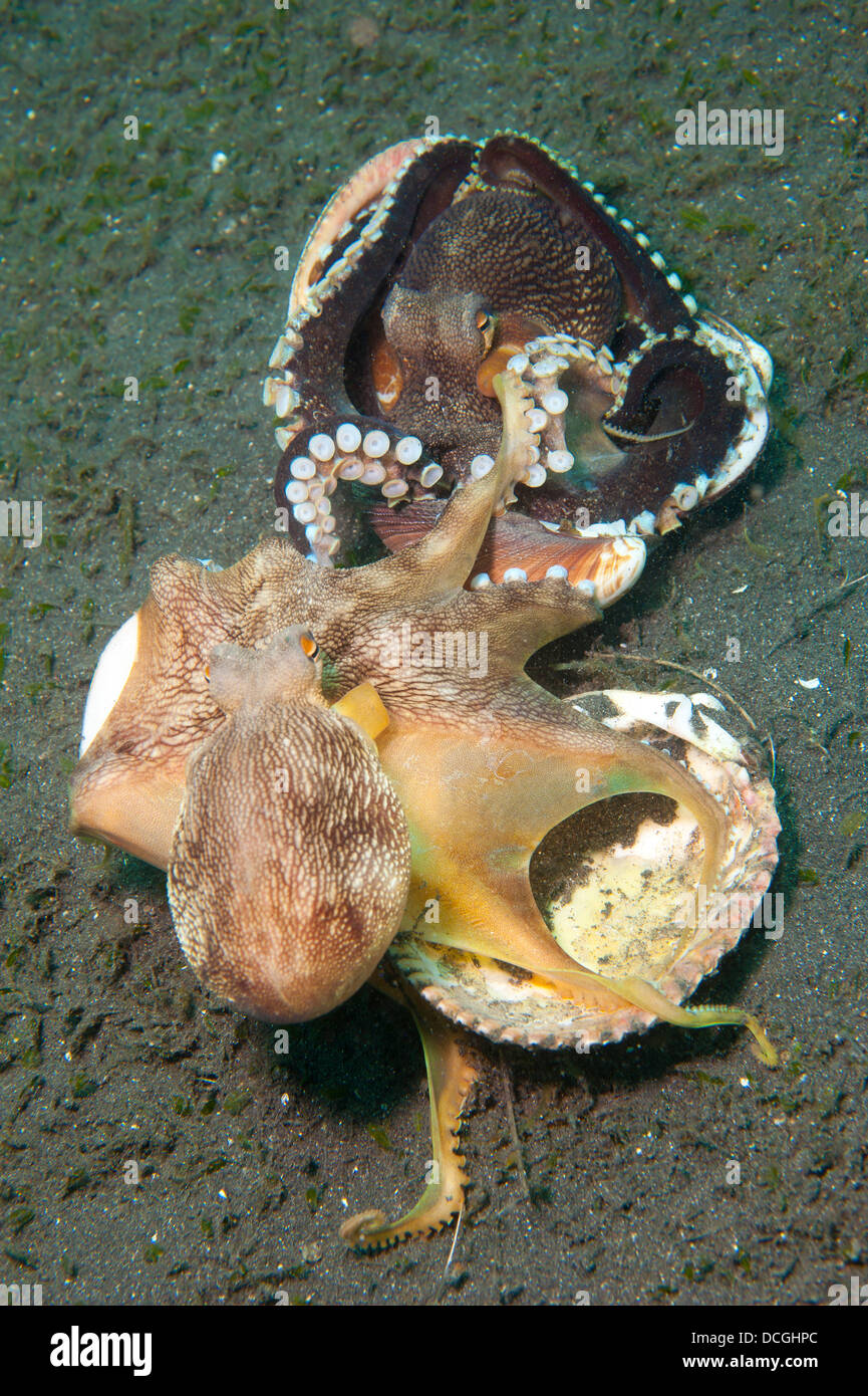 Zwei Kokosnuss Tintenfisch-Ringen über Muschelschalen, Indonesien. Stockfoto