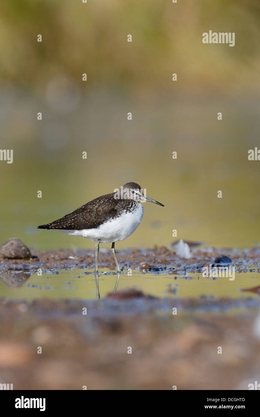 Grüne Flussuferläufer, Tringa Ochropus, einziger Vogel im Wasser, Warwickshire, August 2013 Stockfoto Grüne Flussuferläufer, Tringa Ochropus, einziger Vogel im Wasser, Warwickshire, August 2013 Stockfoto