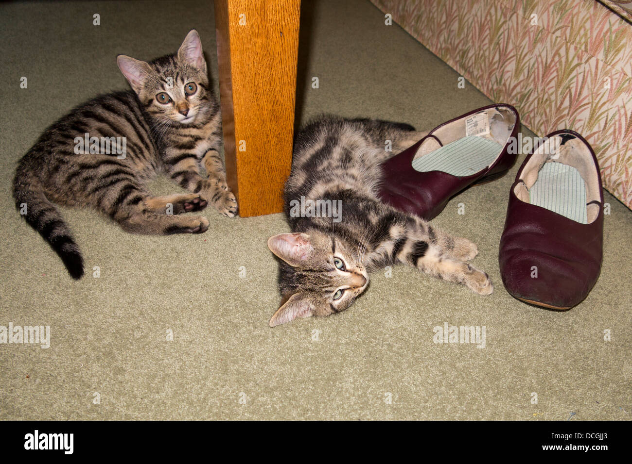 Haustiere, zwei junge Tabby Kätzchen auf Teppichen mit alten Pantoffeln Stockfoto