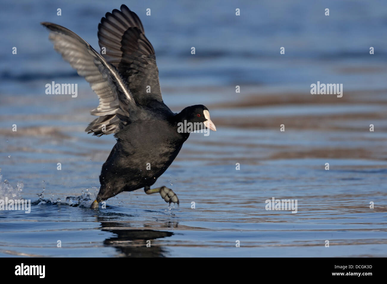 Eurasische Blässhuhn (Fulica Atra) rennt auf dem Wasser vor Stockfoto