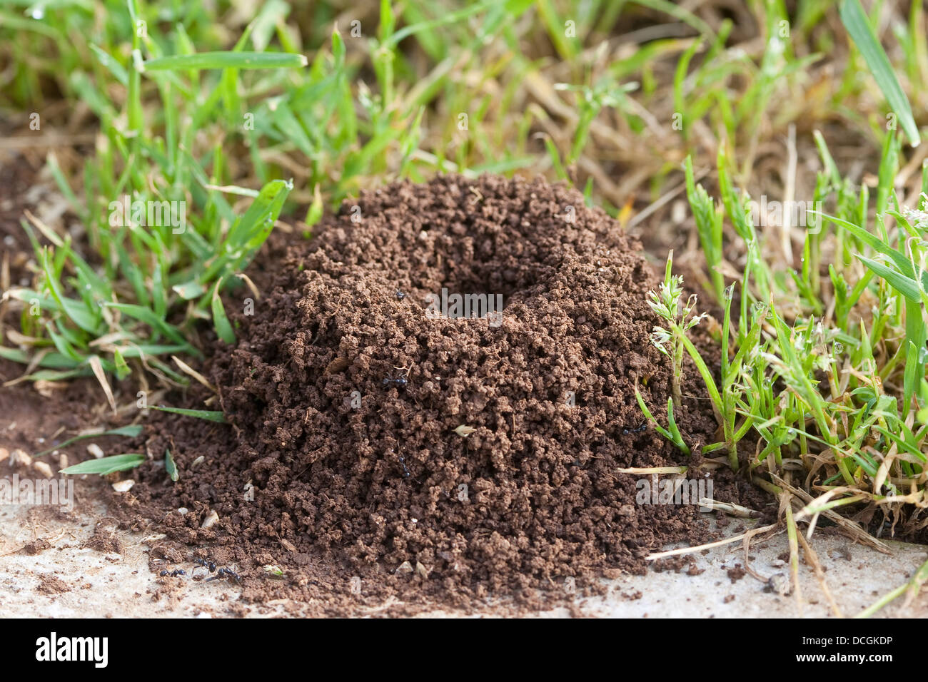 Harvester Ameise, Ameisen, Formicary, Getreideameise, Ameisennest, Ameisen-Nest, Nest, Ernteameise, Messor spec. Stockfoto