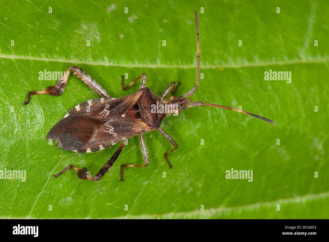 Westlichen Nadelbaum-Samen-Bug, Amerikanische Kiefernwanze, Amerikanische Zapfenwanze Leptoglossus occidentalis Stockfoto