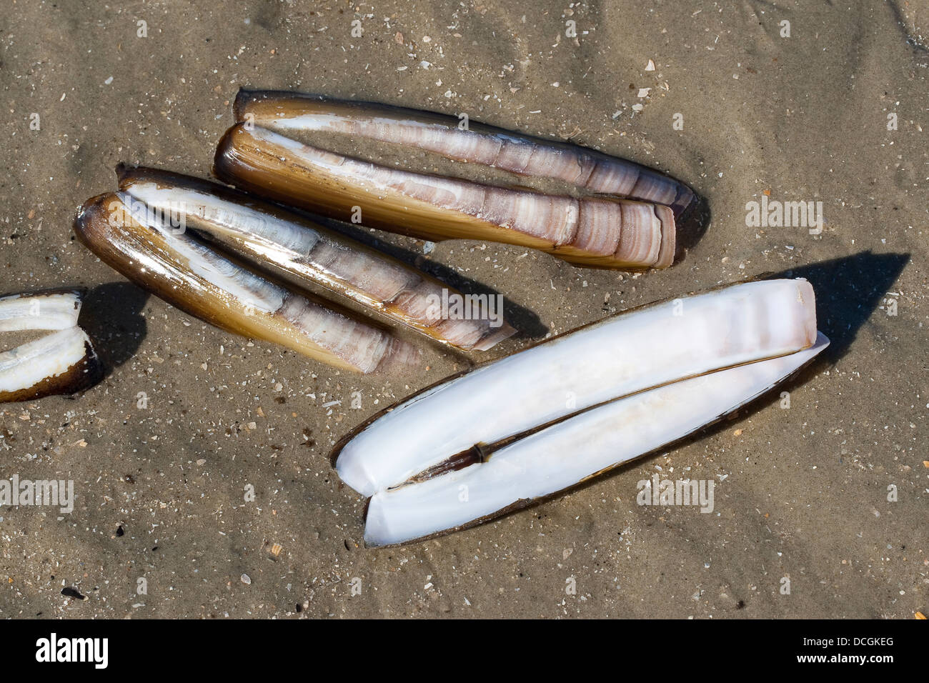 Atlantische Klappmesser, Bambus-Muschel, Razor Clam, Amerikanische Scheidenmuschel, Schwertmuschel, Ensis Directus, Ensis Americanus Stockfoto
