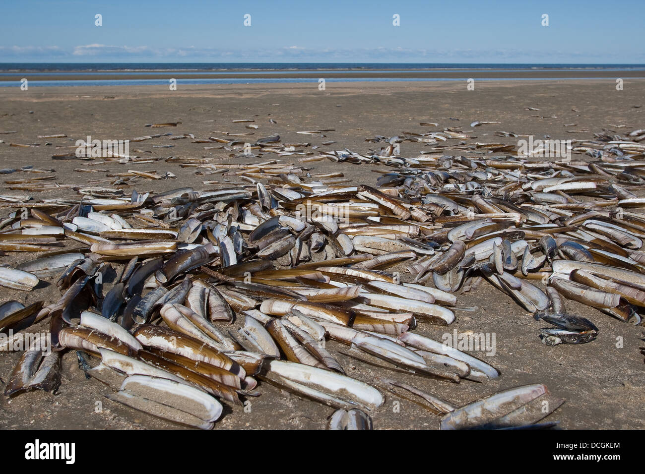 Atlantische Klappmesser, Bambus-Muschel, Razor Clam, Amerikanische Scheidenmuschel, Schwertmuschel, Ensis Directus, Ensis Americanus Stockfoto