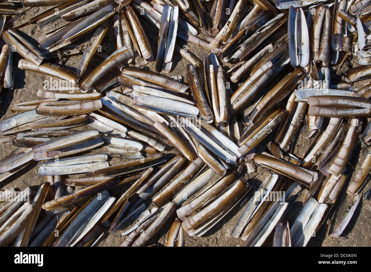 Atlantische Klappmesser, Bambus-Muschel, Razor Clam, Amerikanische Scheidenmuschel, Schwertmuschel, Ensis Directus, Ensis Americanus Stockfoto