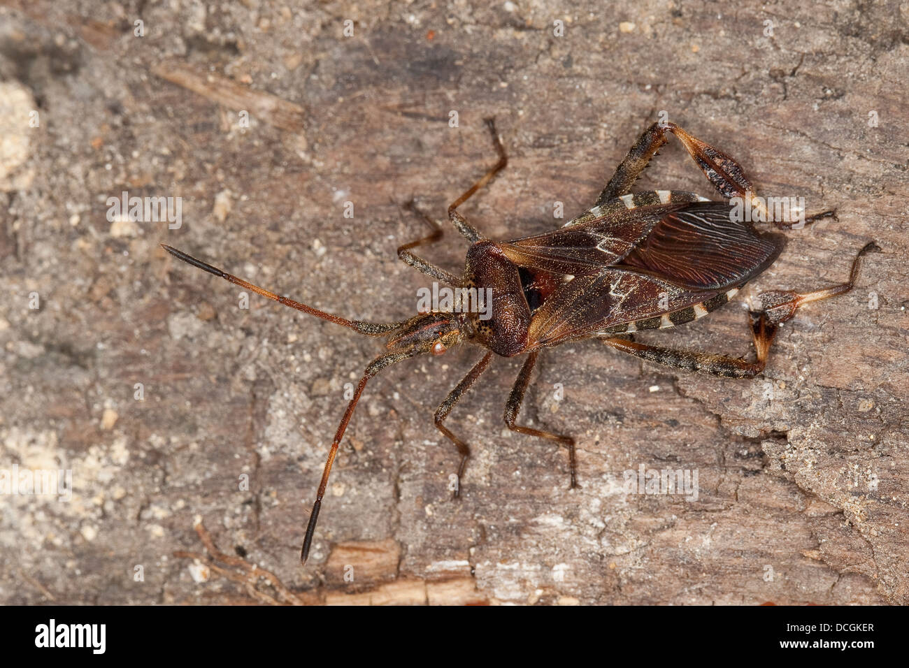 Westlichen Nadelbaum-Samen-Bug, Amerikanische Kiefernwanze, Amerikanische Zapfenwanze Leptoglossus occidentalis Stockfoto