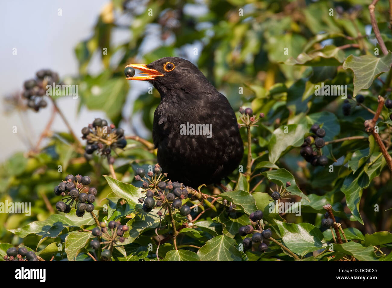 Amsel, eurasische Amsel, Männlich, Amsel, Drossel, Schwarzdrossel, Männchen, Turdus Merula, Merle Noir Stockfoto