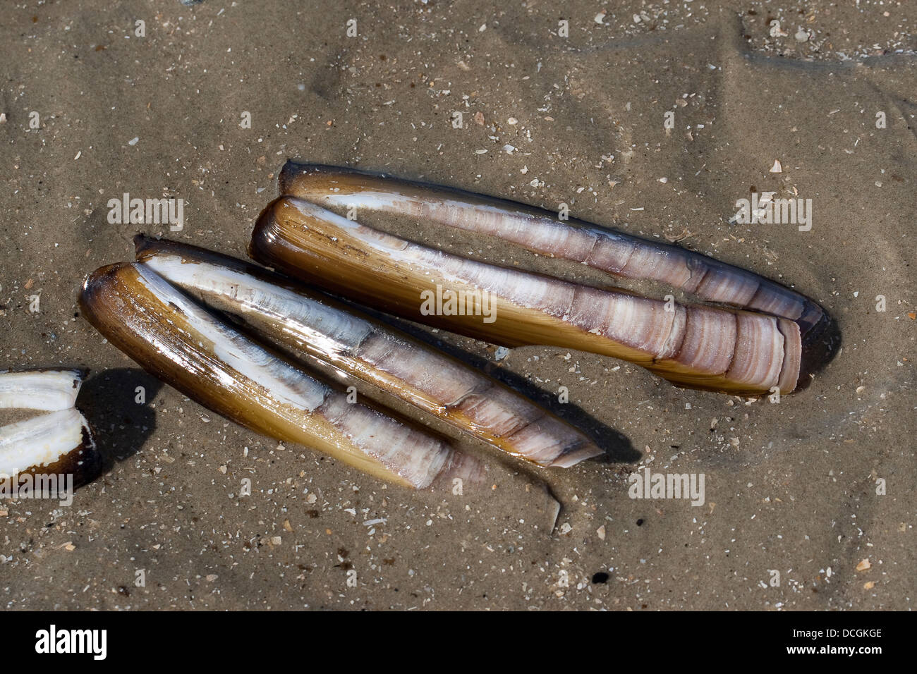 Atlantische Klappmesser, Bambus-Muschel, Razor Clam, Amerikanische Scheidenmuschel, Schwertmuschel, Ensis Directus, Ensis Americanus Stockfoto