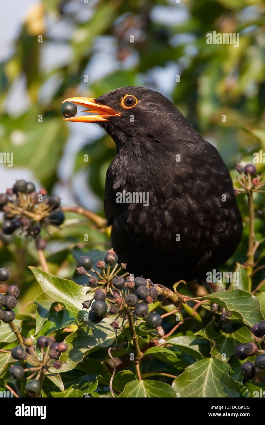 Amsel, eurasische Amsel, Männlich, Amsel, Drossel, Schwarzdrossel, Männchen, Turdus Merula, Merle Noir Stockfoto