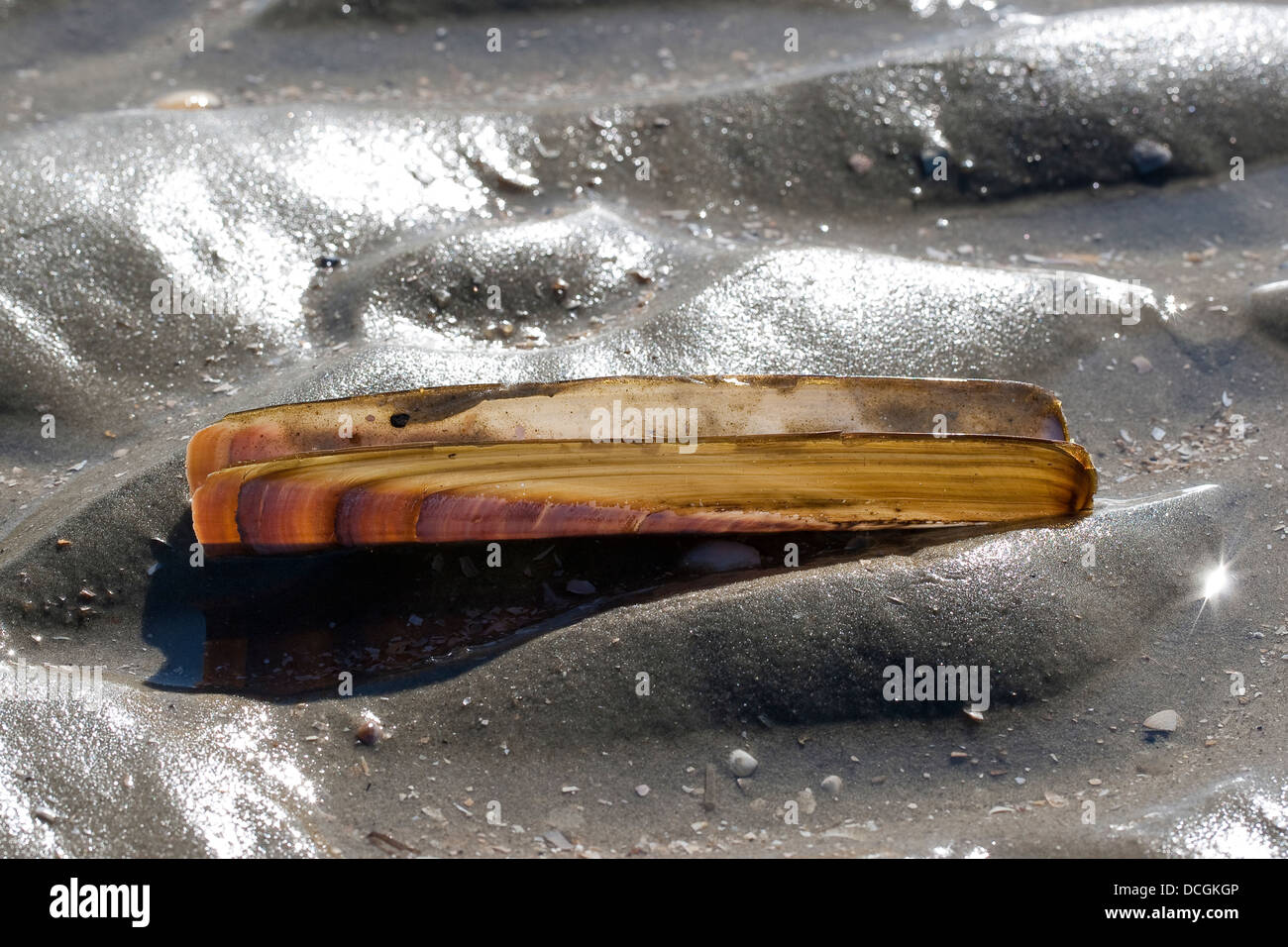 Atlantische Klappmesser, Bambus-Muschel, Razor Clam, Amerikanische Scheidenmuschel, Schwertmuschel, Ensis Directus, Ensis Americanus Stockfoto