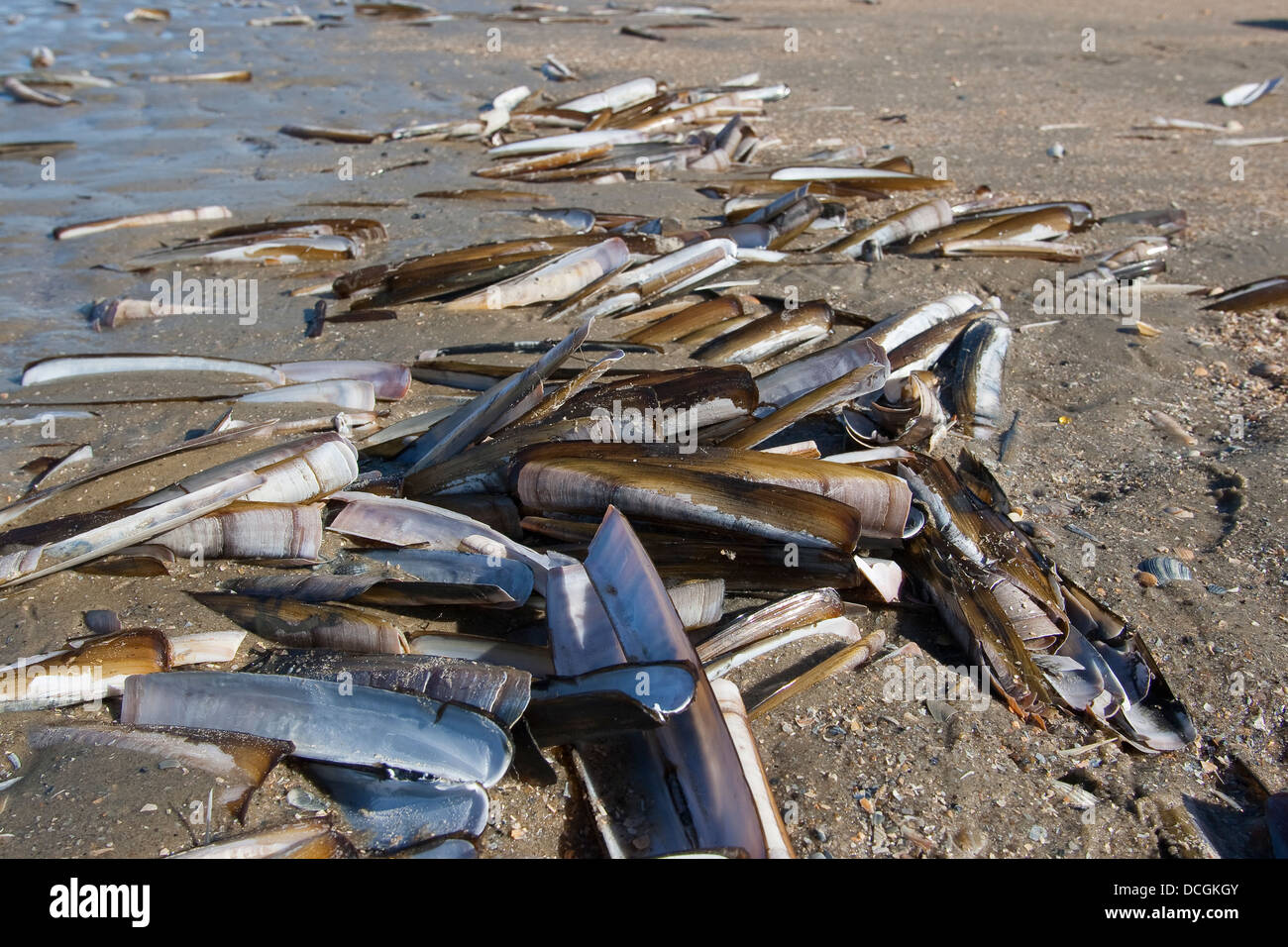 Atlantische Klappmesser, Bambus-Muschel, Razor Clam, Amerikanische Scheidenmuschel, Schwertmuschel, Ensis Directus, Ensis Americanus Stockfoto