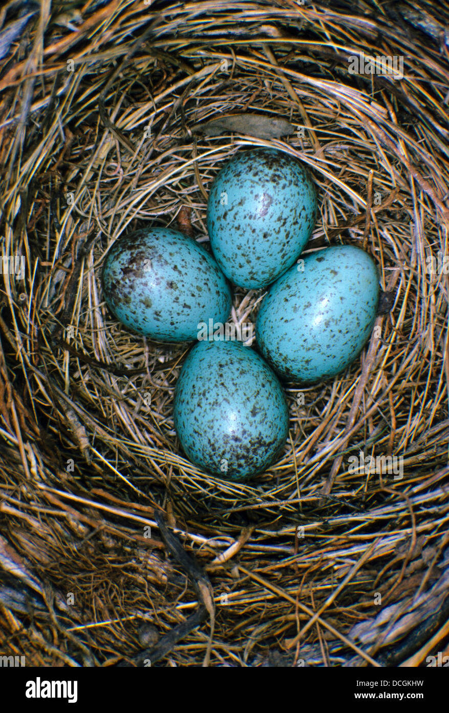 Amsel, Ei, Eiern, aus Eiern, nest, Amsel, Eier, Ei, Gelege, Nest, Schwarzdrossel, Schwarz-Drossel, Drossel, Turdus Merula Stockfoto
