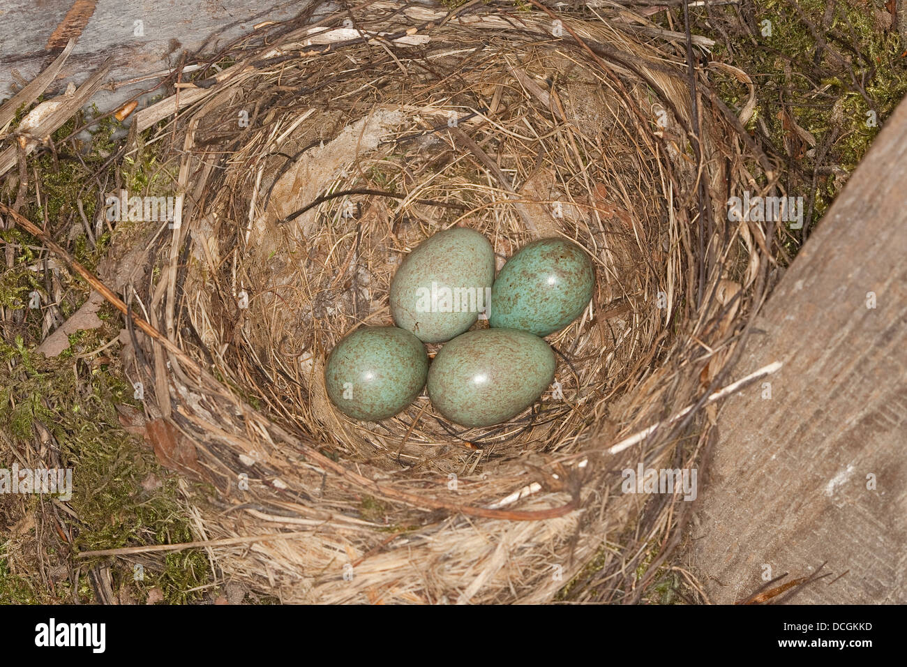 Amsel, Ei, Eiern, aus Eiern, nest, Amsel, Eier, Ei, Gelege, Nest, Schwarzdrossel, Schwarz-Drossel, Drossel, Turdus Merula Stockfoto