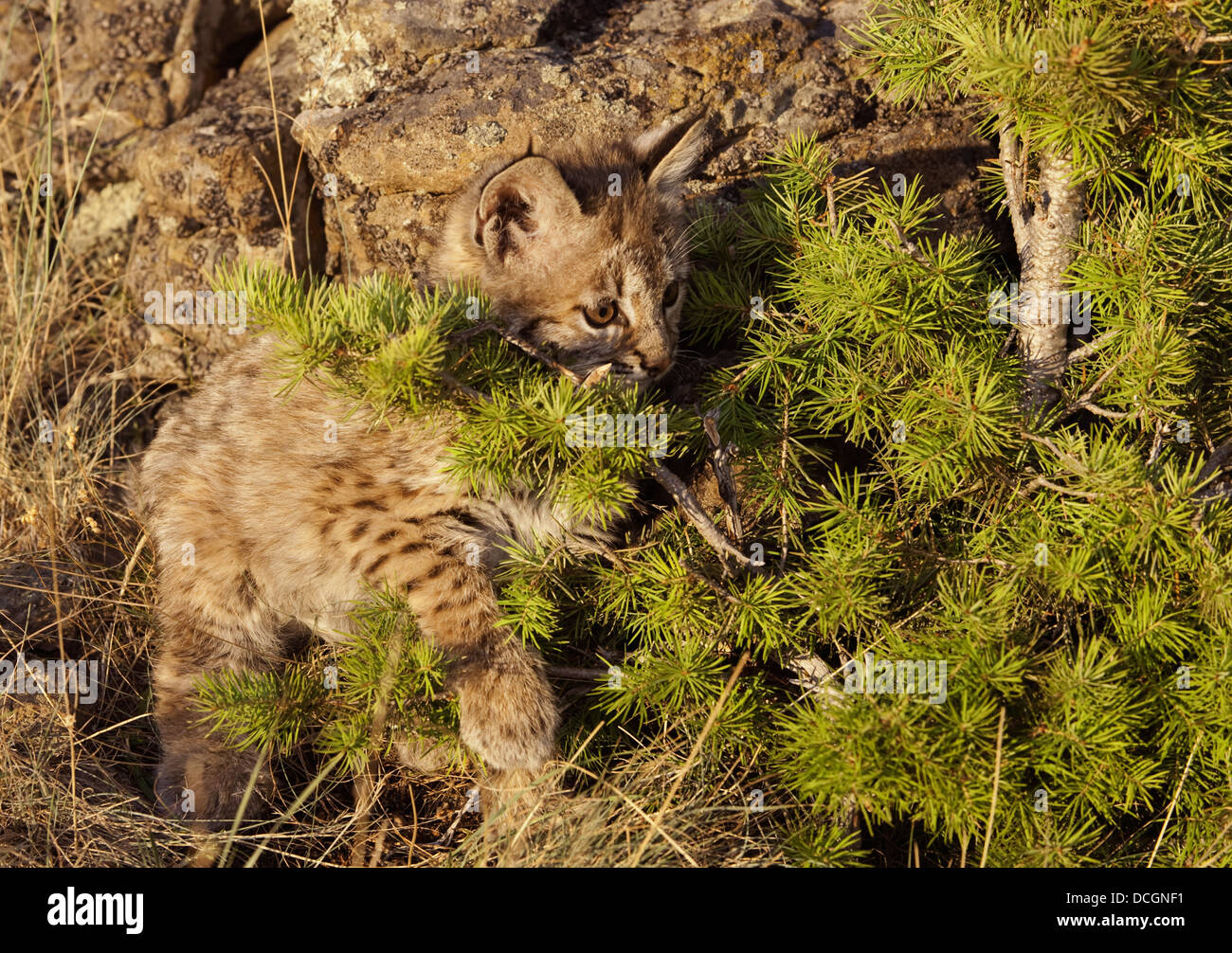 Bobcats kätzchen raubtier raubtiere säugetier katzenartige wildkatzen  wildkatze -Fotos und -Bildmaterial in hoher Auflösung – Alamy