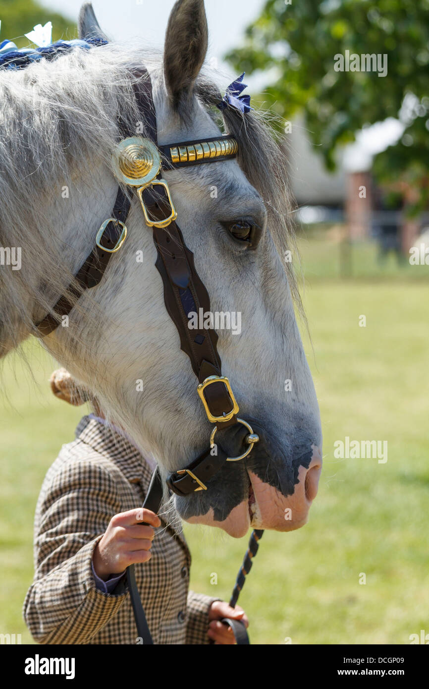 Eine weiße grauen grauen Stute Hengst Wallach Gesicht Pferdeauge schließen etwas bis Porträt Messing Tack Leder Zaumzeug South of England Show Stockfoto