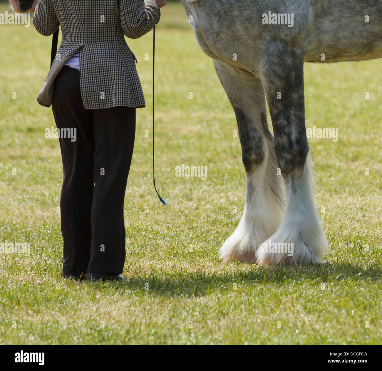 Ein weiß grau grau Pferd Stute Hengst Wallach Handler Beine Füße langes Haar behaarte HUF Hufe Fesseln nur südlich von England Show Stockfoto