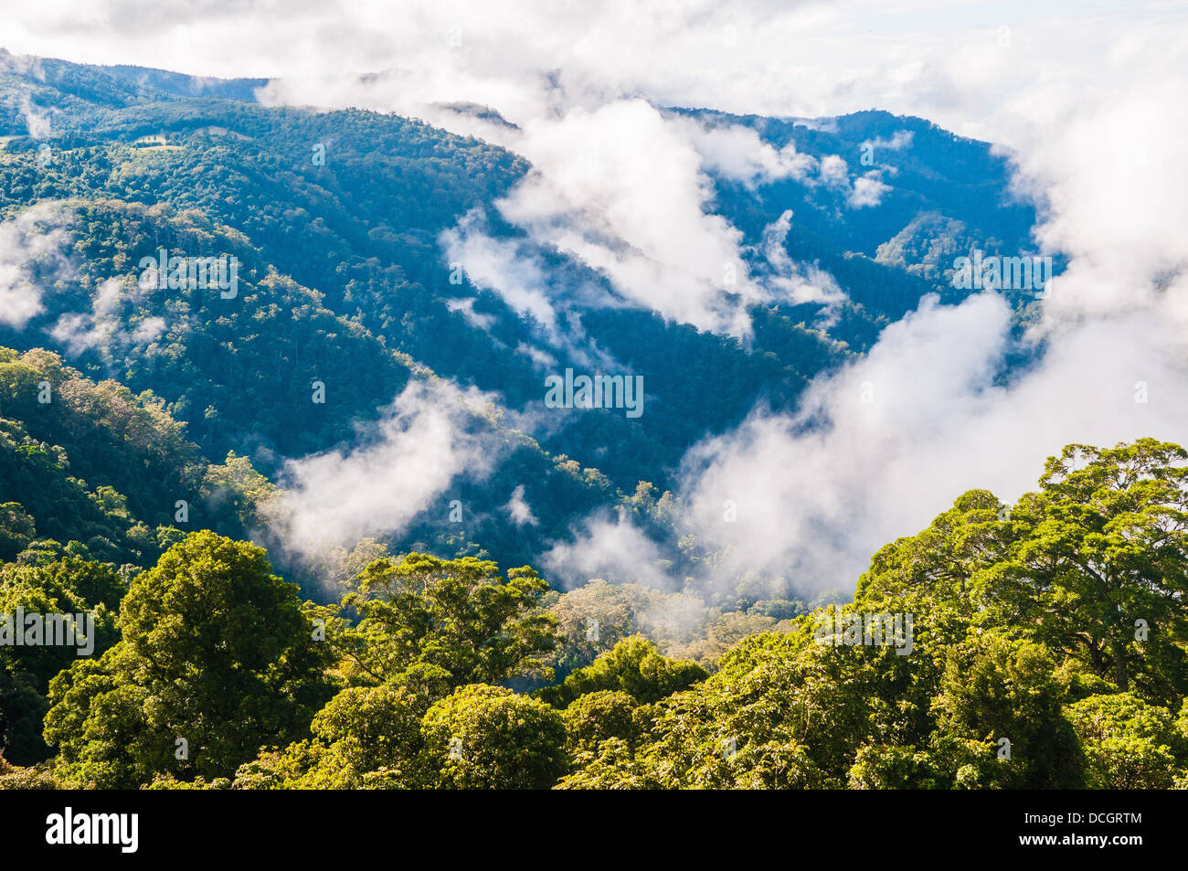Gemäßigten Regenwald, Dorrigo National Park, NSW, Australien Stockfoto