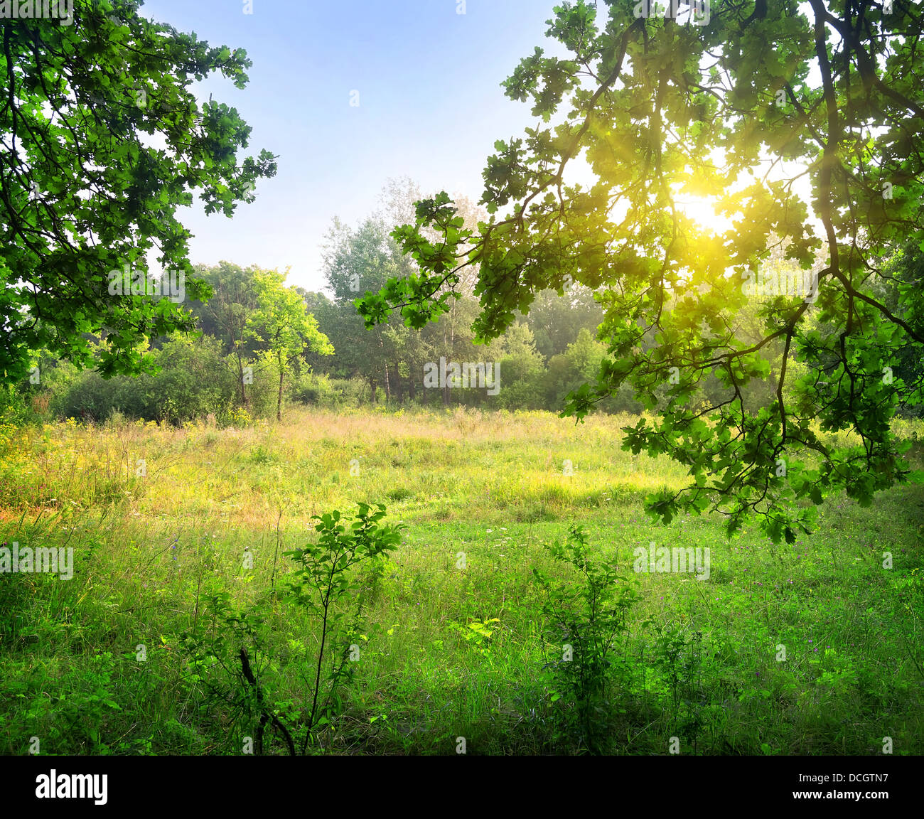 Lichtung im Wald auf sonnigen Tag Stockfoto