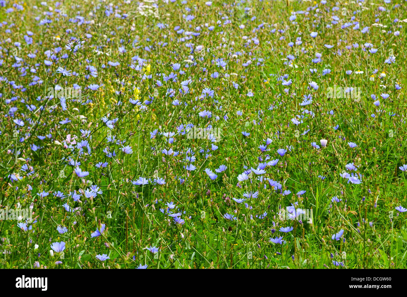 Hintergrund des blauen Chikory Feld Stockfoto