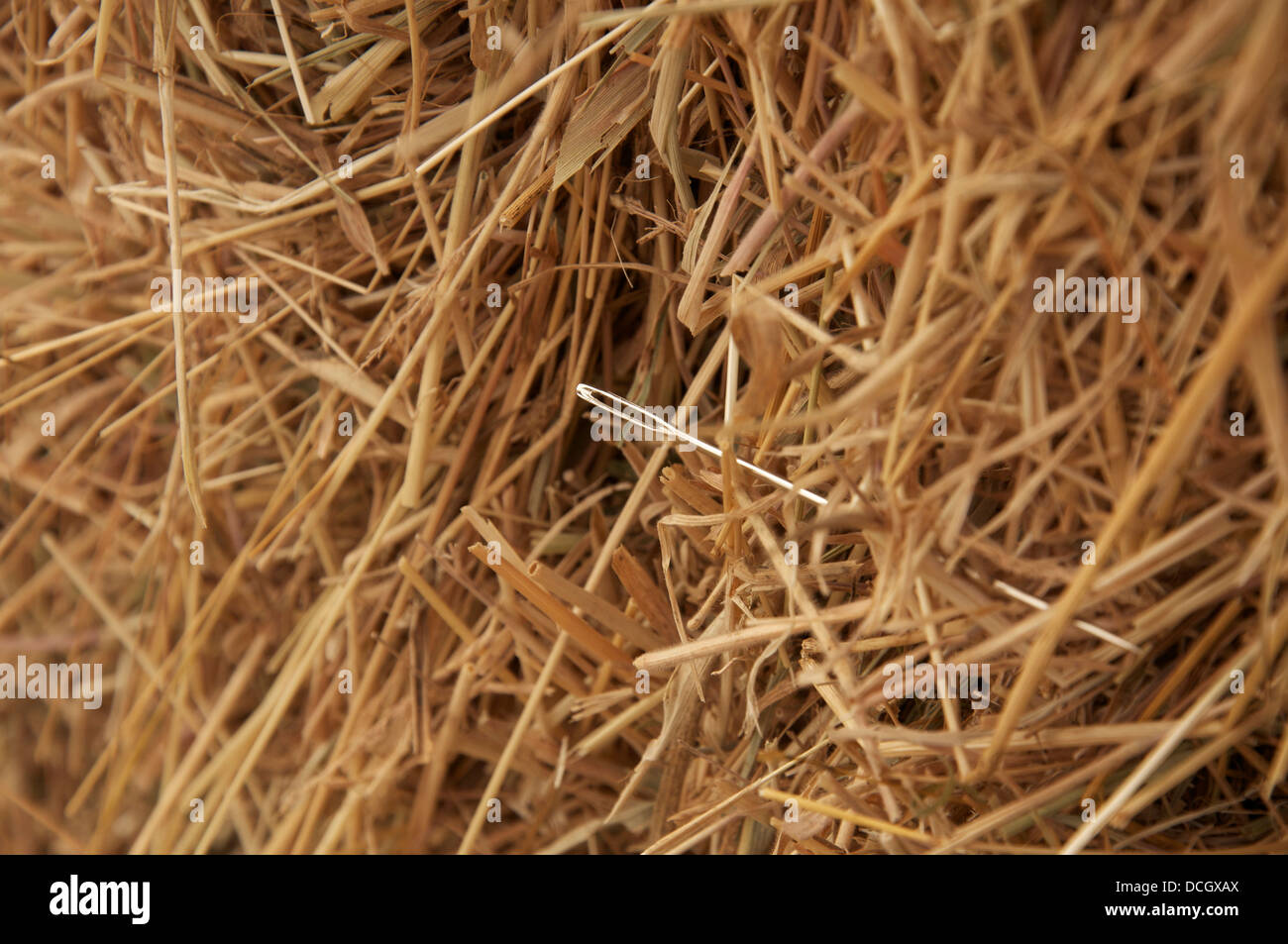 Konzept. "Auf der Suche nach einer Nadel im Heuhaufen": ein Sprichwort und Metapher, unter Bezugnahme auf etwas verloren oder versteckten und fast unmöglich zu finden. Stockfoto