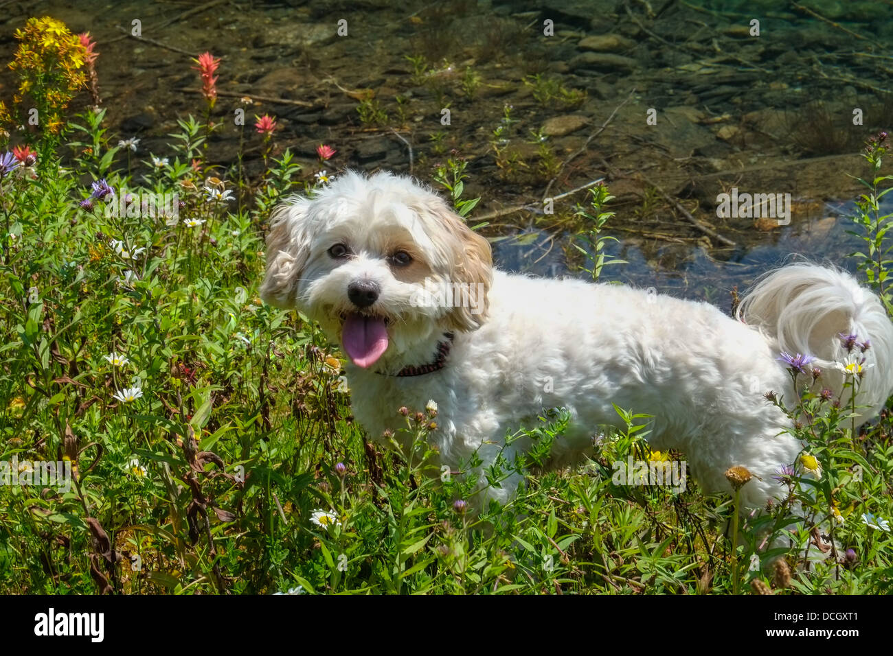 Einen niedlichen weißen Welpen in die Wildblumen Stockfoto