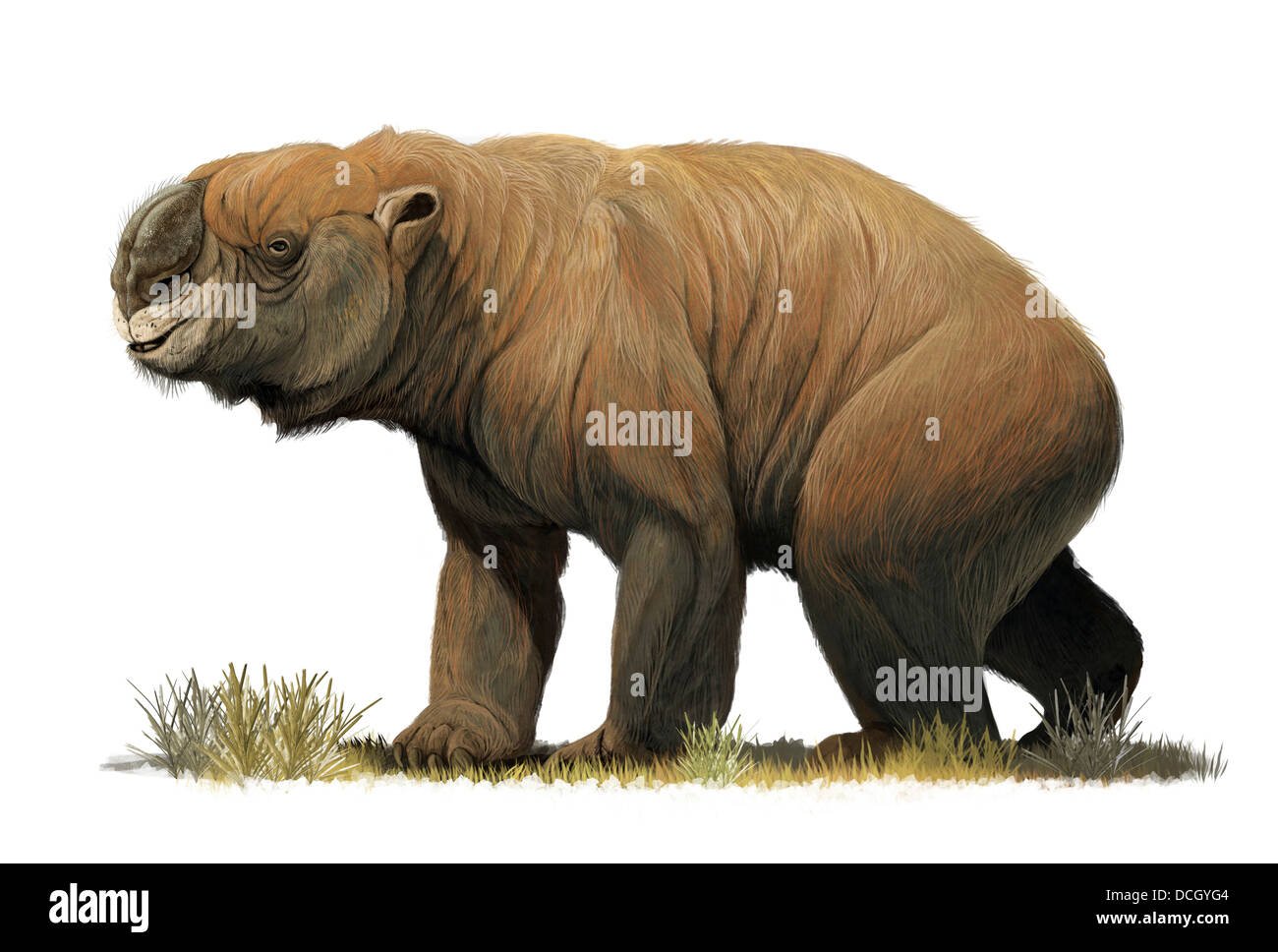 Die größte bekannte Beuteltier, Diprotodon-Optatum, aus dem Pleistozän von Australien. Stockfoto