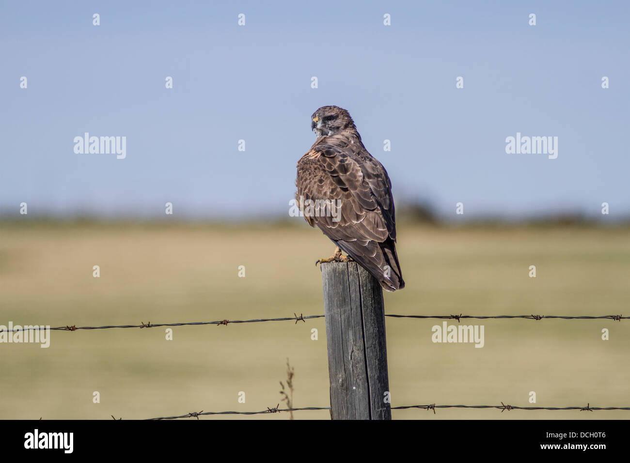 Swainson der Falke (Buteo Swainsoni) Portrait von bunten hawk am Zaun sitzen.  Cochrane, Alberta, Canada Stockfoto