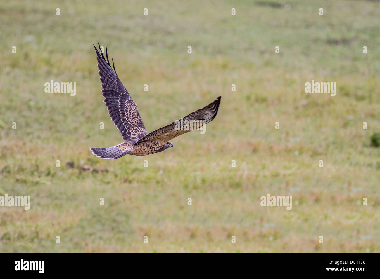 Swainson der Falke (Buteo Swainsoni) Juvenile. Aktion erschossen, auf der Flucht, auf der Suche nach Nahrung. Strathmore, Alberta, Kanada Stockfoto