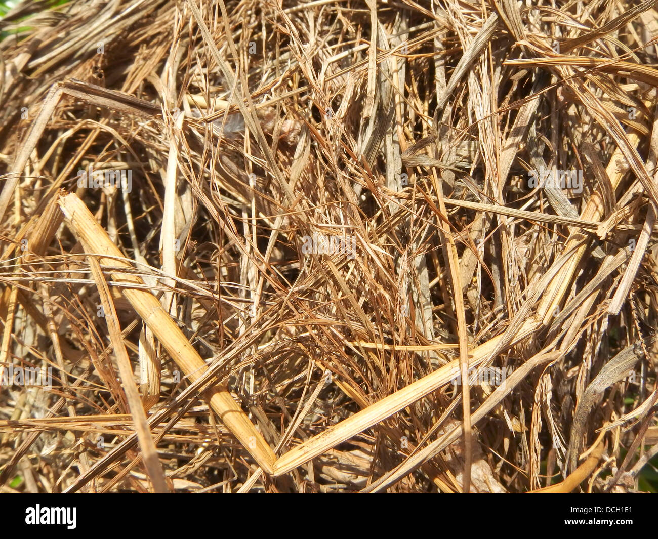 Trockenes Stroh Nahaufnahme Schuss. Hintergrund oder Textur Stockfoto