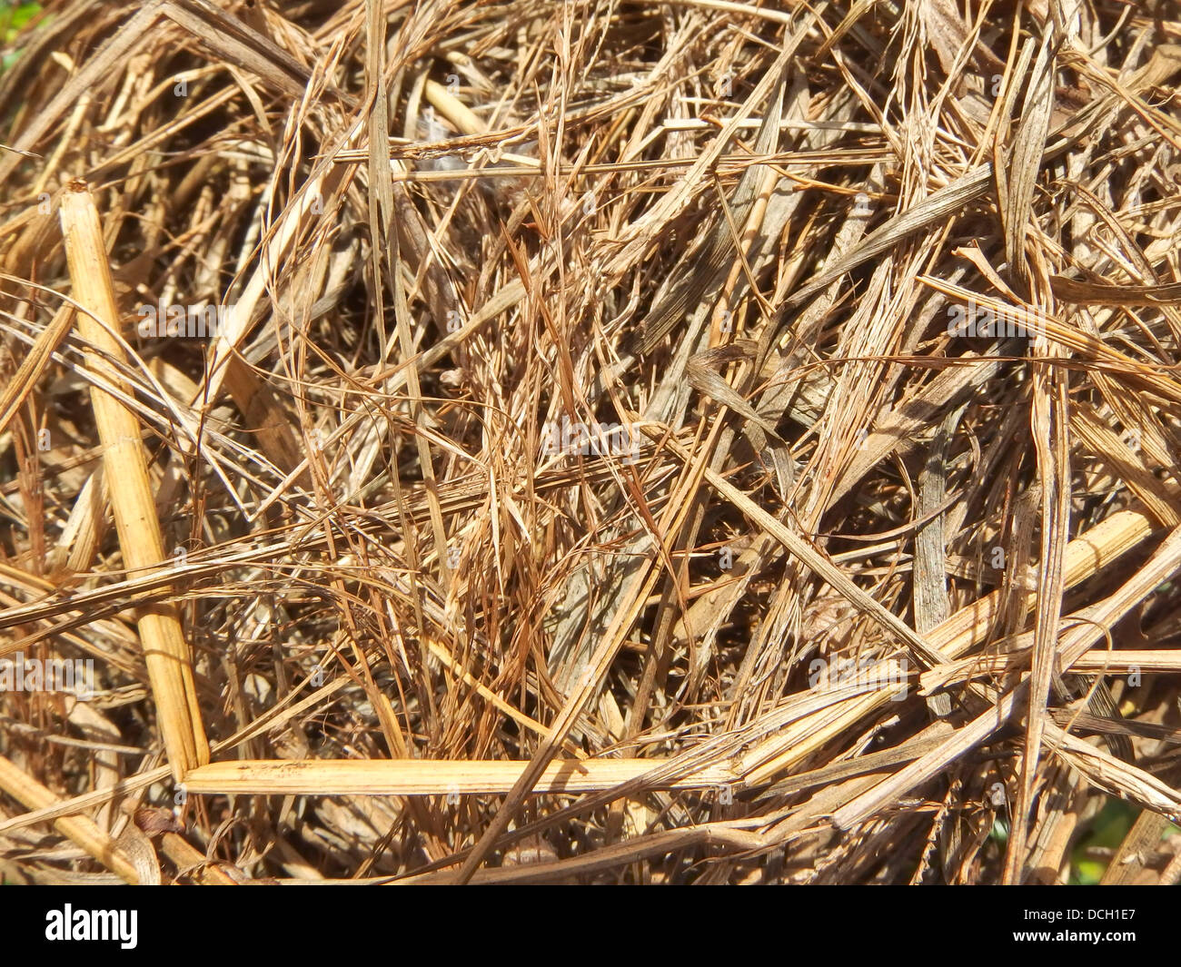 Trockenes Stroh Nahaufnahme Schuss. Hintergrund oder Textur Stockfoto