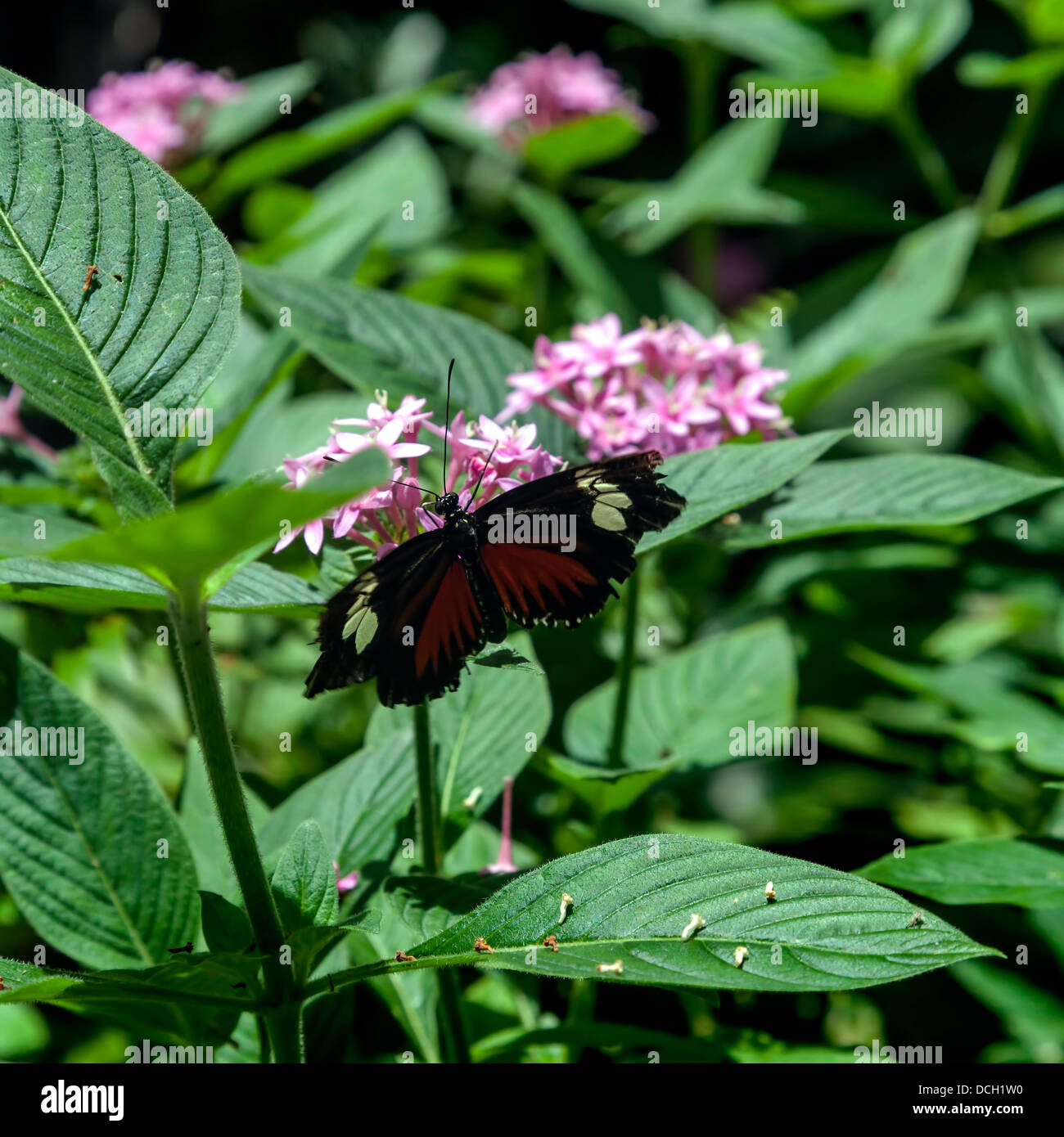 Doris Longwing (Heliconius Doris) Schmetterling auf rosa Blume. Stockfoto