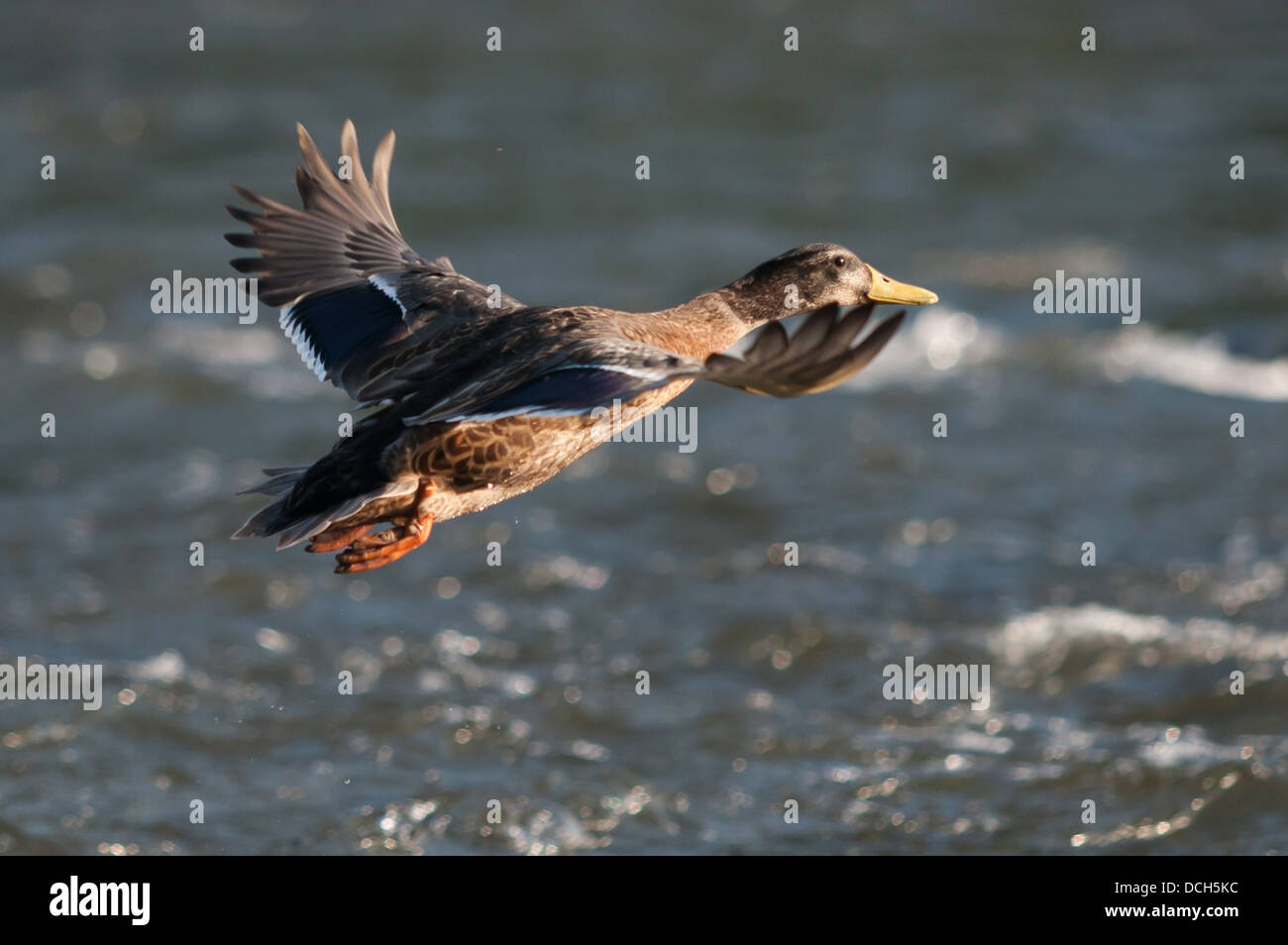 Ein Farbfoto zeigt eine Ente Tiefflug über einen Fluss. Stockfoto