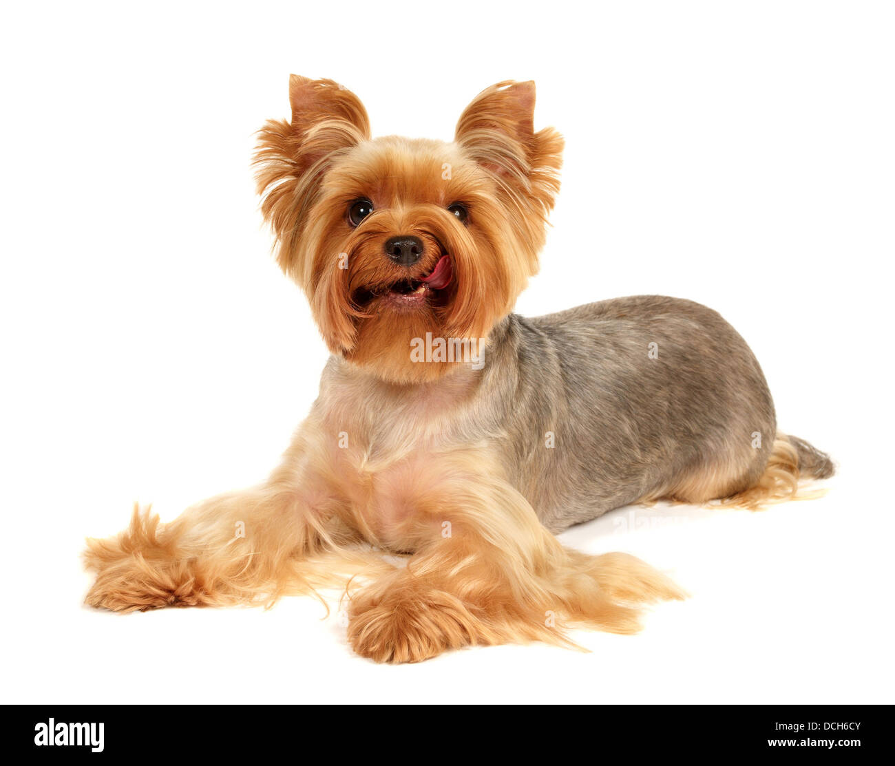 Eine niedliche und lecken Yorkshire-Terrier über weiß Stockfoto