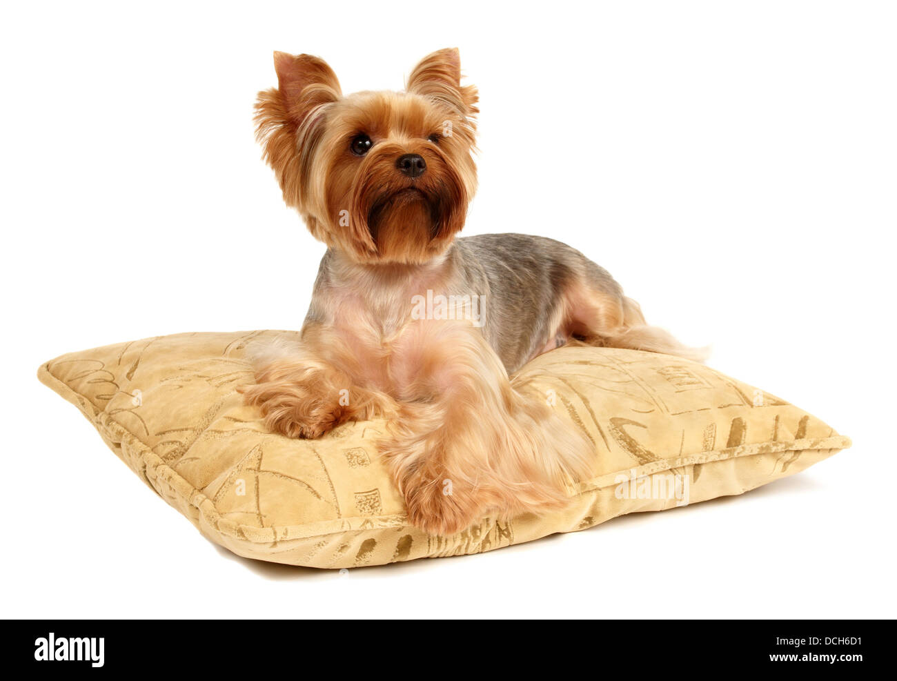Der Yorkshire-Terrier liegend auf dem Kissen Stockfoto
