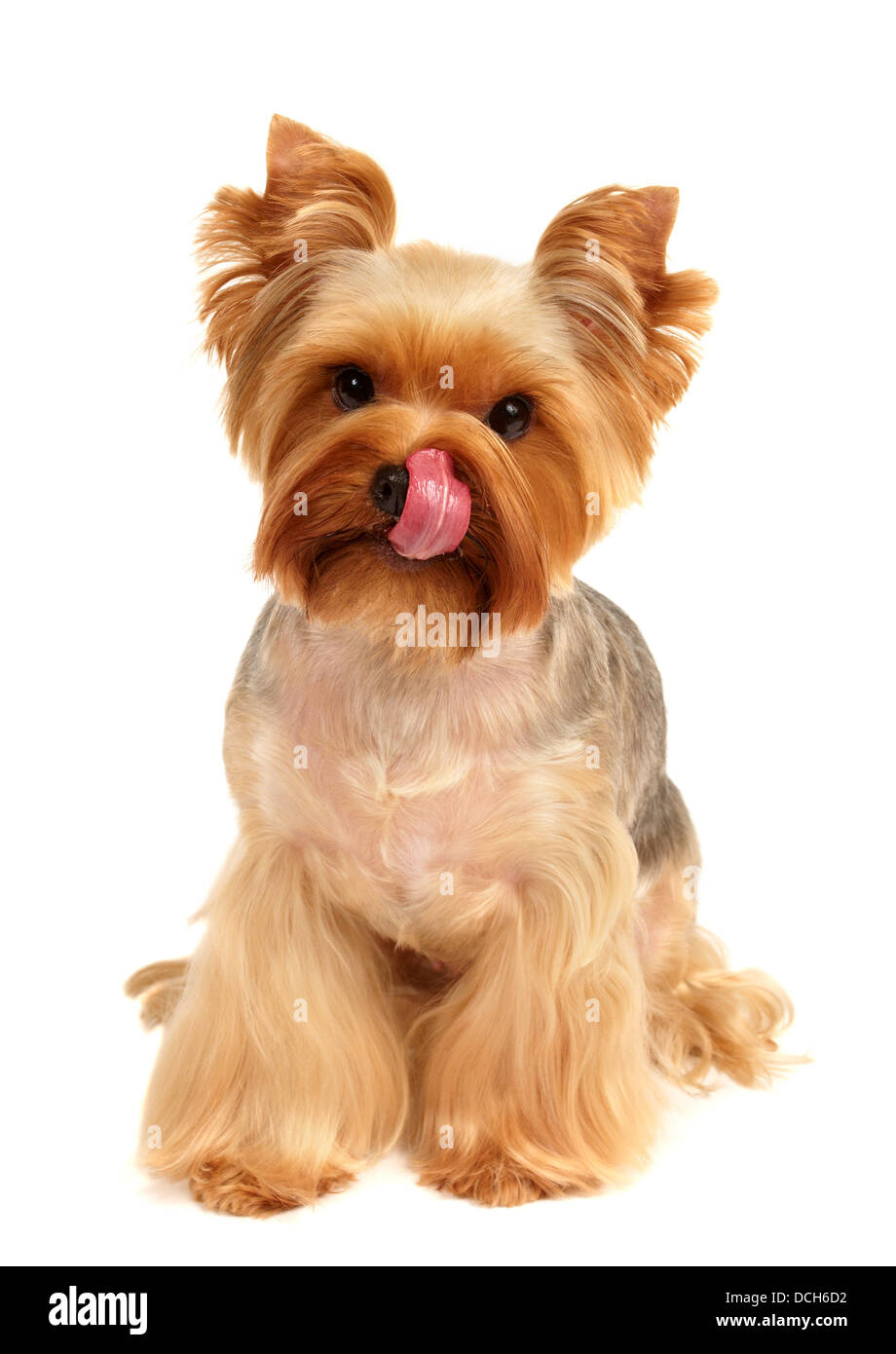 Lecken-Yorkshire-Terrier auf dem weißen Hintergrund isoliert Stockfoto