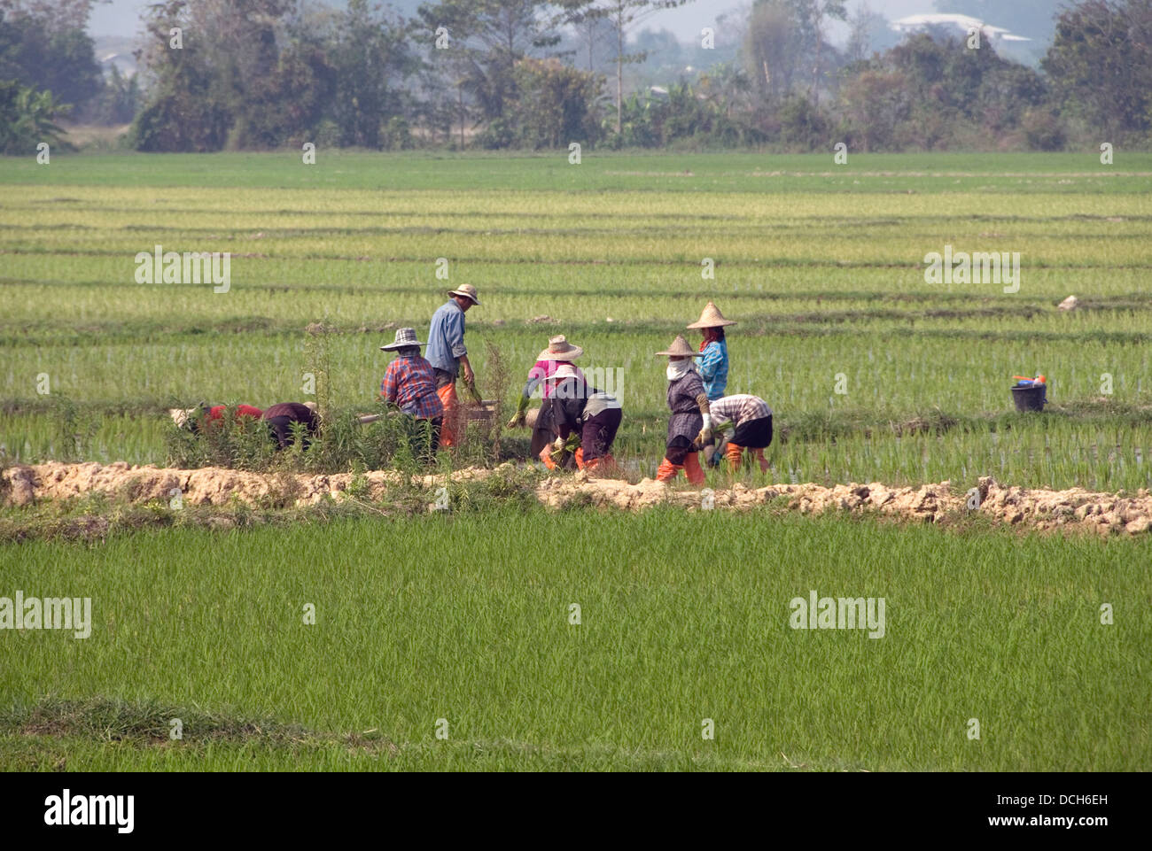 Reisbauern in einem Feld in Chiangrai Provinz, Thailand Stockfoto