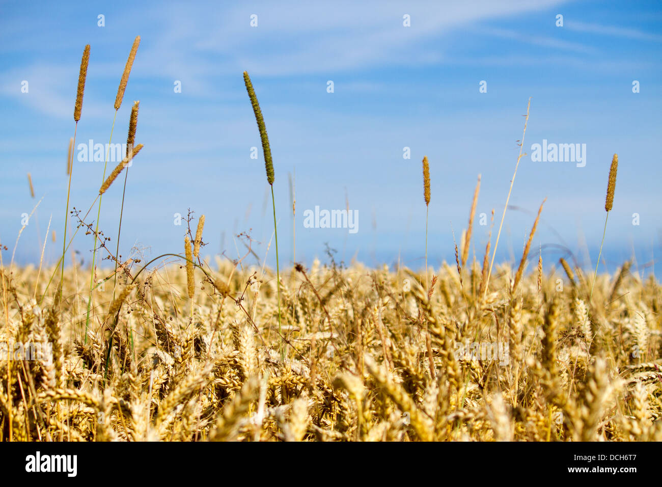 Schwarz Ungras in Weizen-Getreide. Stockfoto