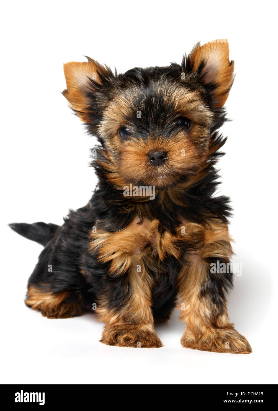Kleine Welpen der Yorkshire-Terrier in weiß Stockfoto
