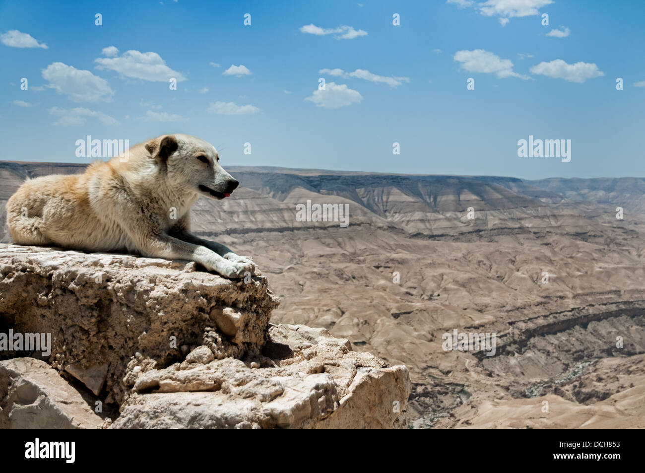 Ein Hund liegt am Rand des Canyons in Jordanien Stockfoto