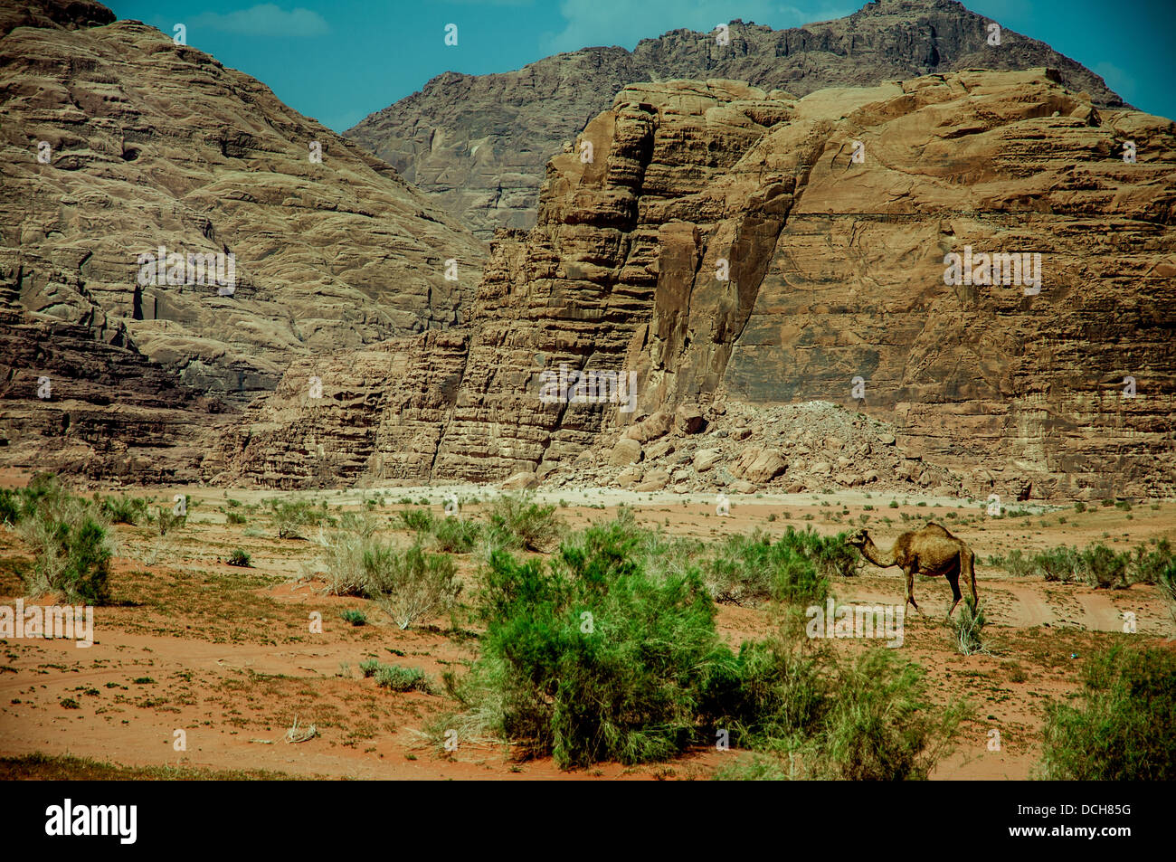Ein Kamel geht in die Wüste Wadi Rum in Jordanien Stockfoto