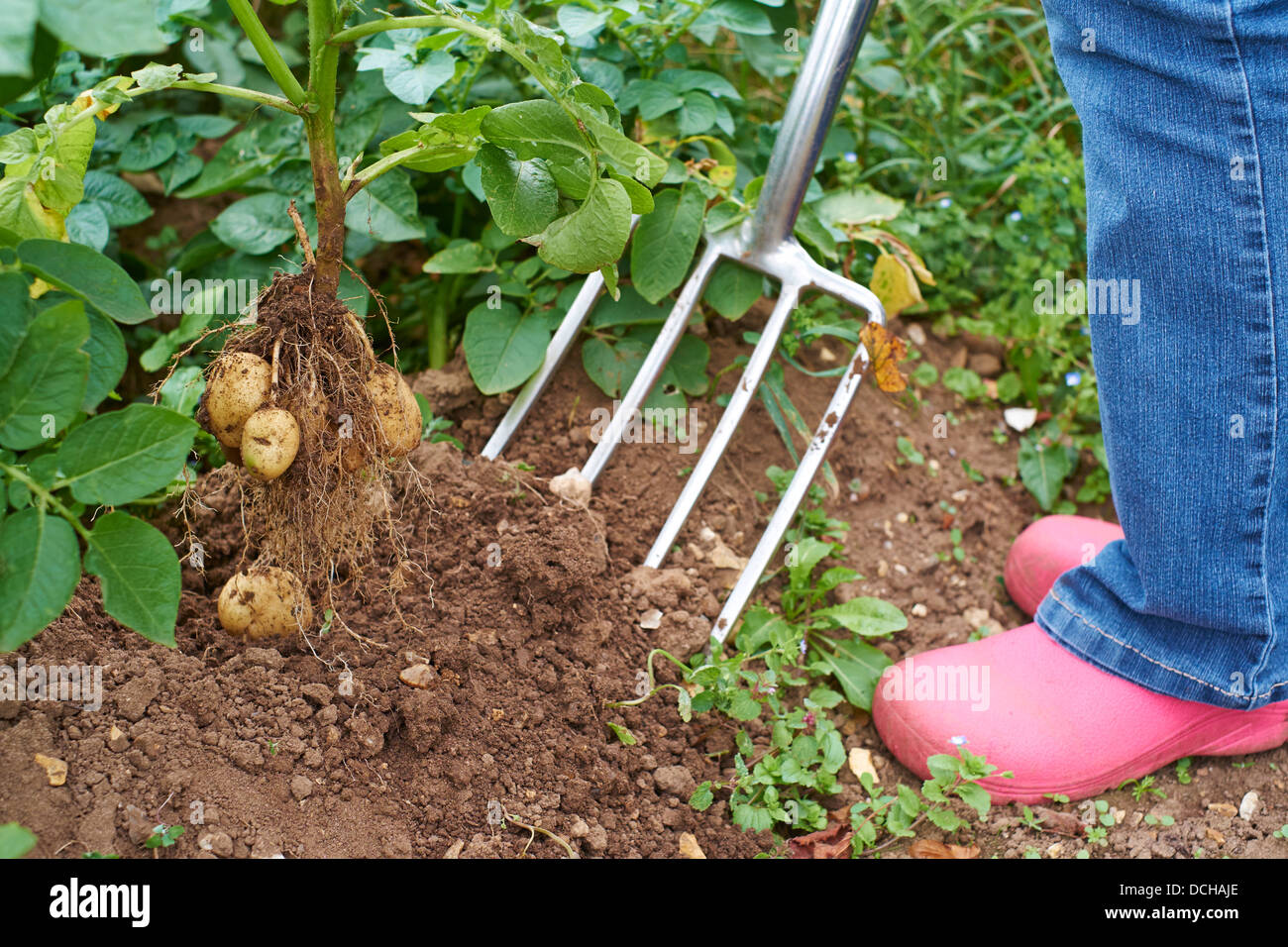 Frau ausgraben Frühkartoffeln in einer Zuteilung Rugby Warwickshire UK Stockfoto