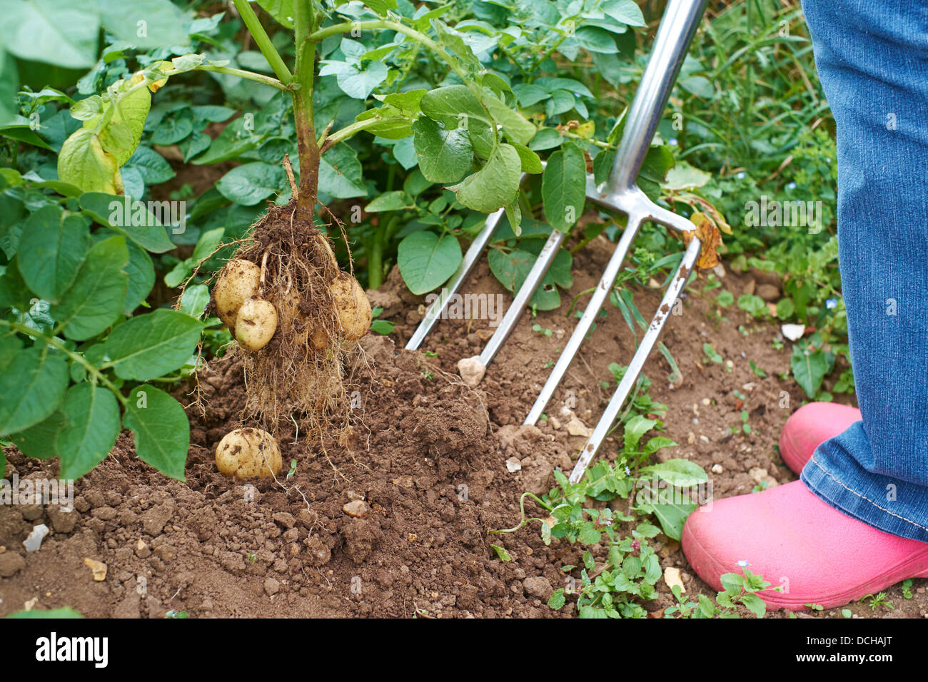 Frau ausgraben Frühkartoffeln in einer Zuteilung Rugby Warwickshire UK Stockfoto