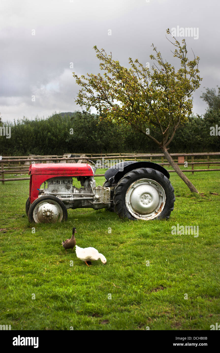 roter Traktor und Enten auf einem Bauernhof im Vereinigten Königreich Stockfoto
