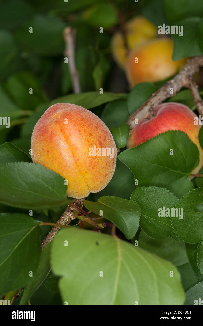Aprikose, Aprikose, Aprikosen, Marille, Marillen, Früchte, fruchtbringender Baum, Obstbaum, Obstbaum, Prunus armeniaca Stockfoto