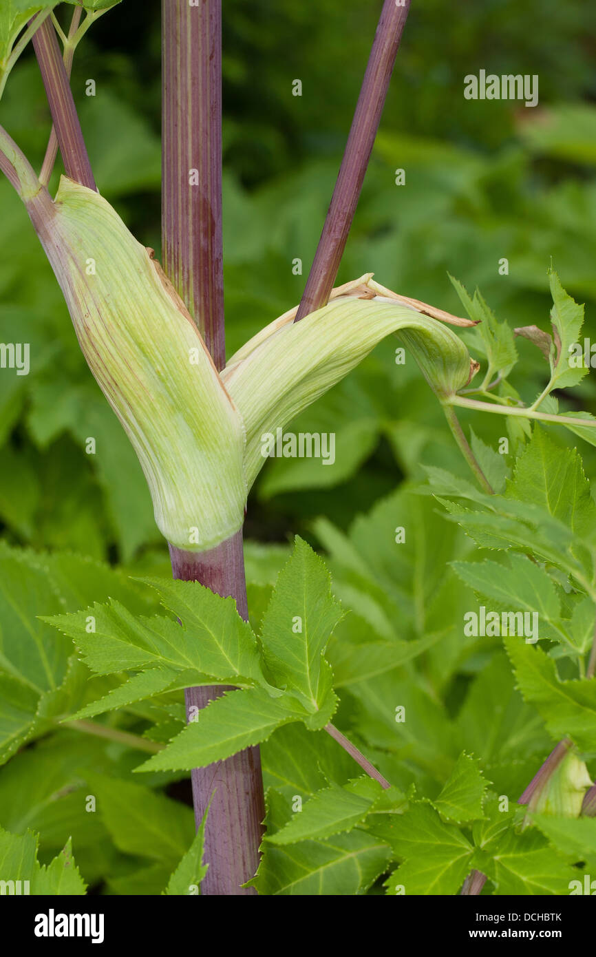 Erzengel, Angelica, Heiliger Geist, wilder Sellerie, norwegische Angelica, Arznei-Engelwurz, echten Engelwurz, Angelica Archangelica Stockfoto