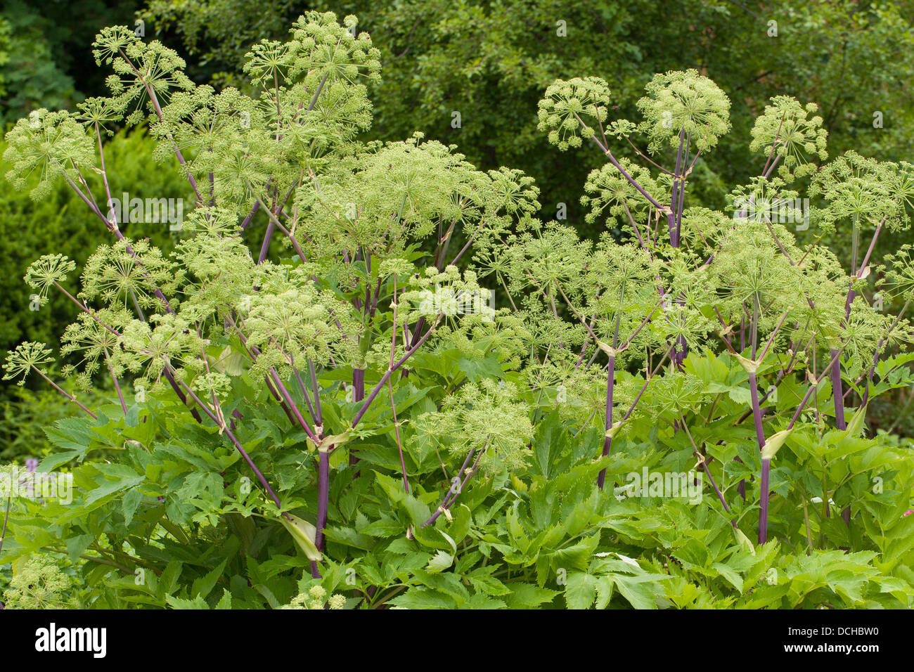 Erzengel, Angelica, Heiliger Geist, wilder Sellerie, norwegische Angelica, Arznei-Engelwurz, echten Engelwurz, Angelica Archangelica Stockfoto