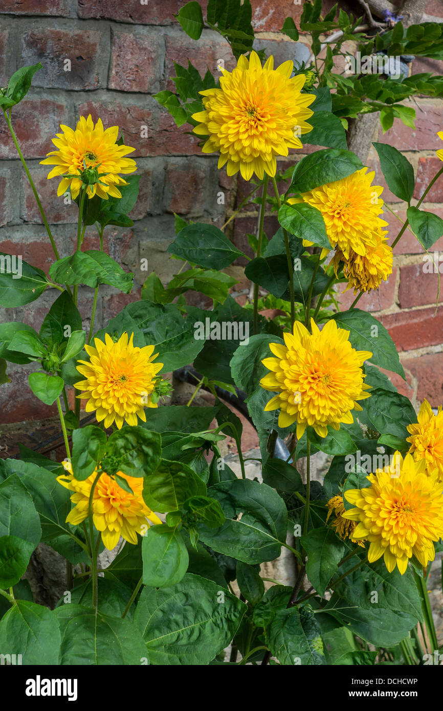 Gelber Rahmen Sonnenblumen.  Helianthus Stockfoto