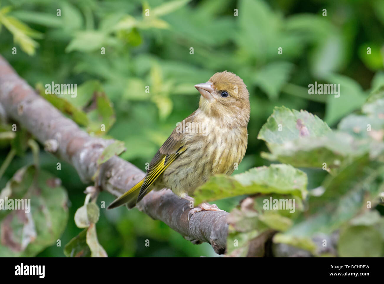 Juvenile Grünfink - Zuchtjahr Chloris gehockt Zweig. Sommer. UK Stockfoto
