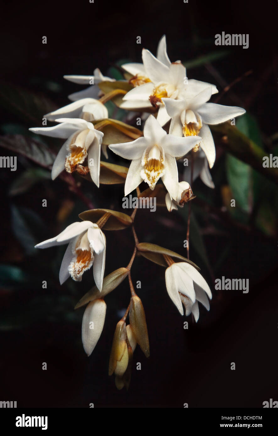 Weiße Orchidee, Coelogyne SP. Mount Kinabalu, Sabah, Malaysia Stockfoto